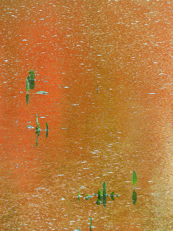 Etang jaune
